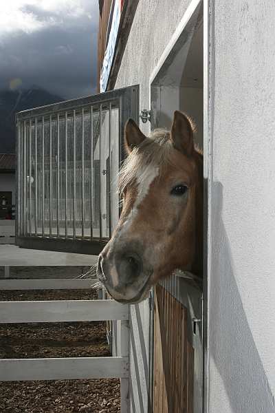 leonhardiritt_langenfeld_2007__8996.jpg