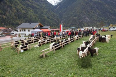 walliser-schwarzhalsziegenausstellung-umhausen.jpg